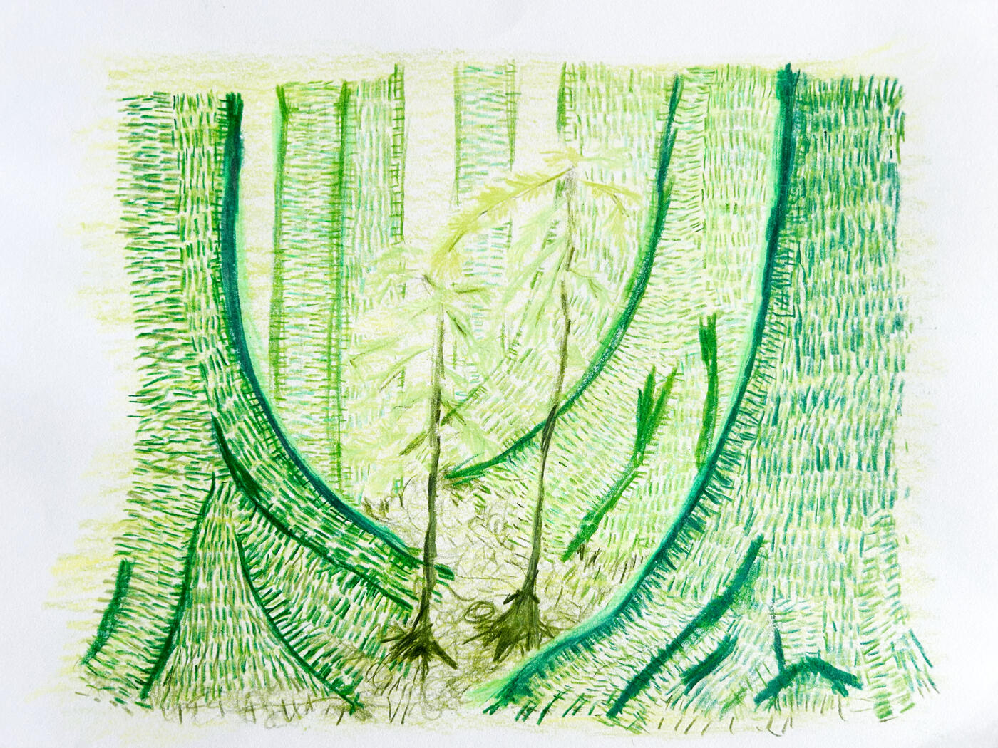 &quot;Old Forest&quot;, 2024, pencil crayon, size: 8.5&quot; x 11&quot;